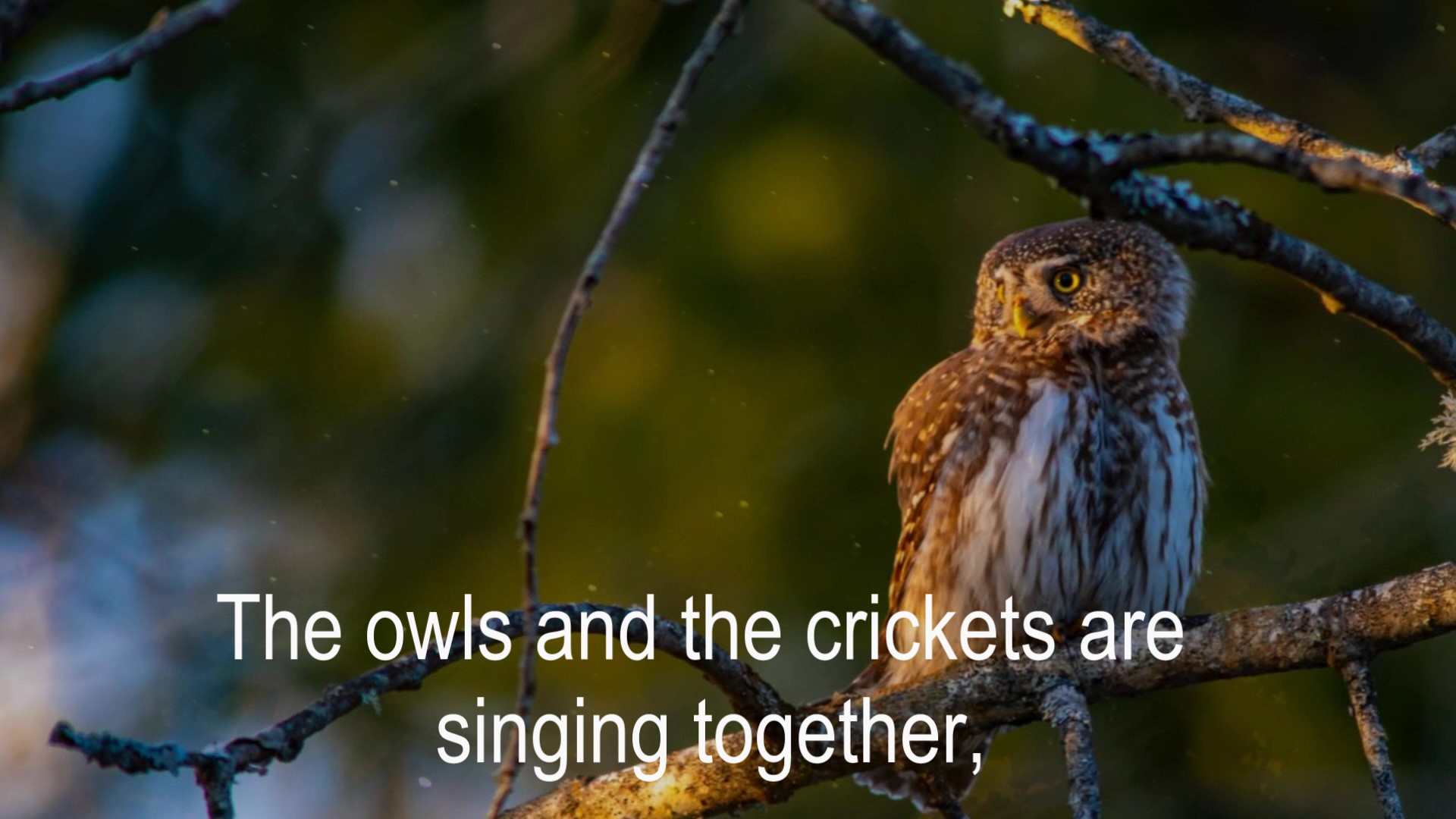 Goodnight, Sweet Prince